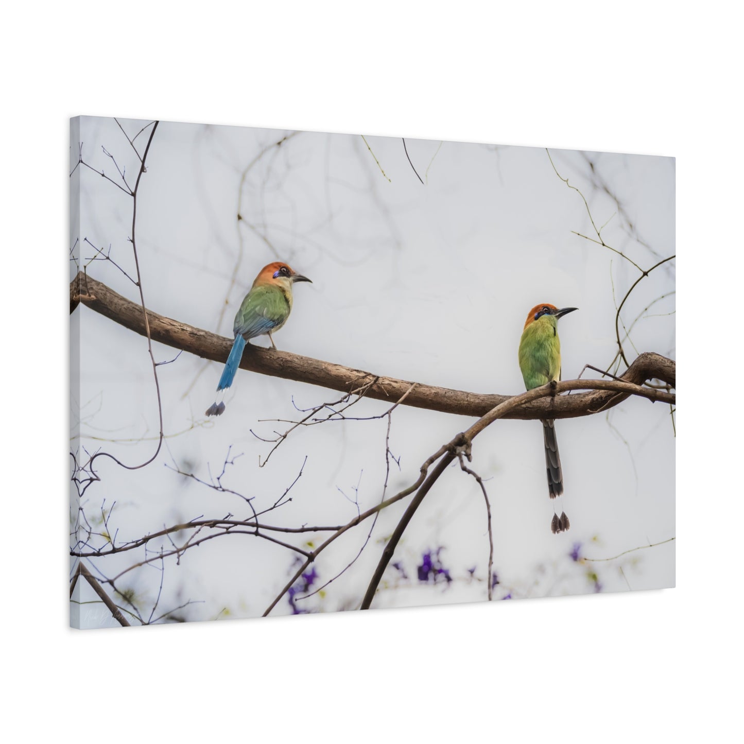Twin Motmot | Canvas Print