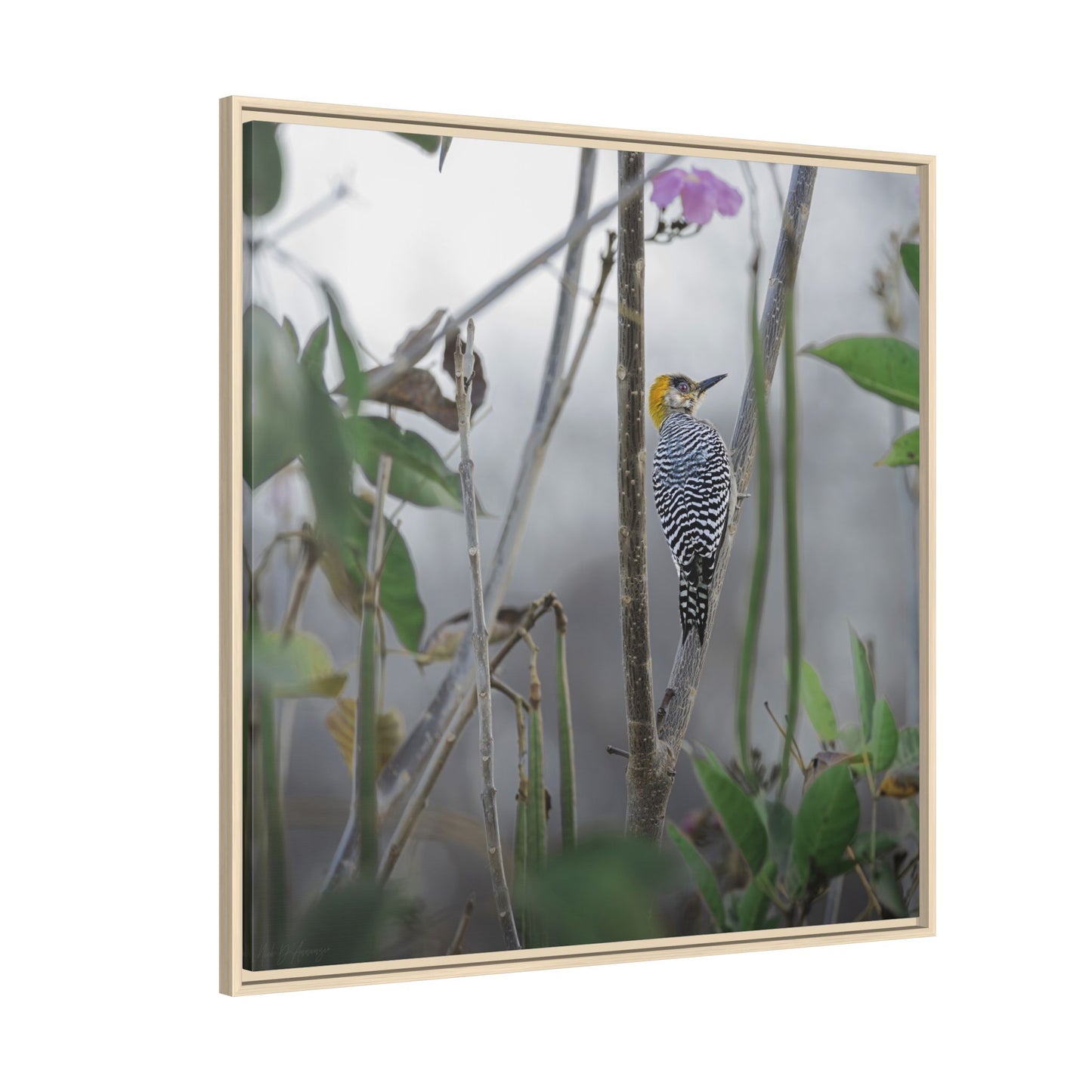 Golden-Cheeked Woodpecker II Framed Canvas Print