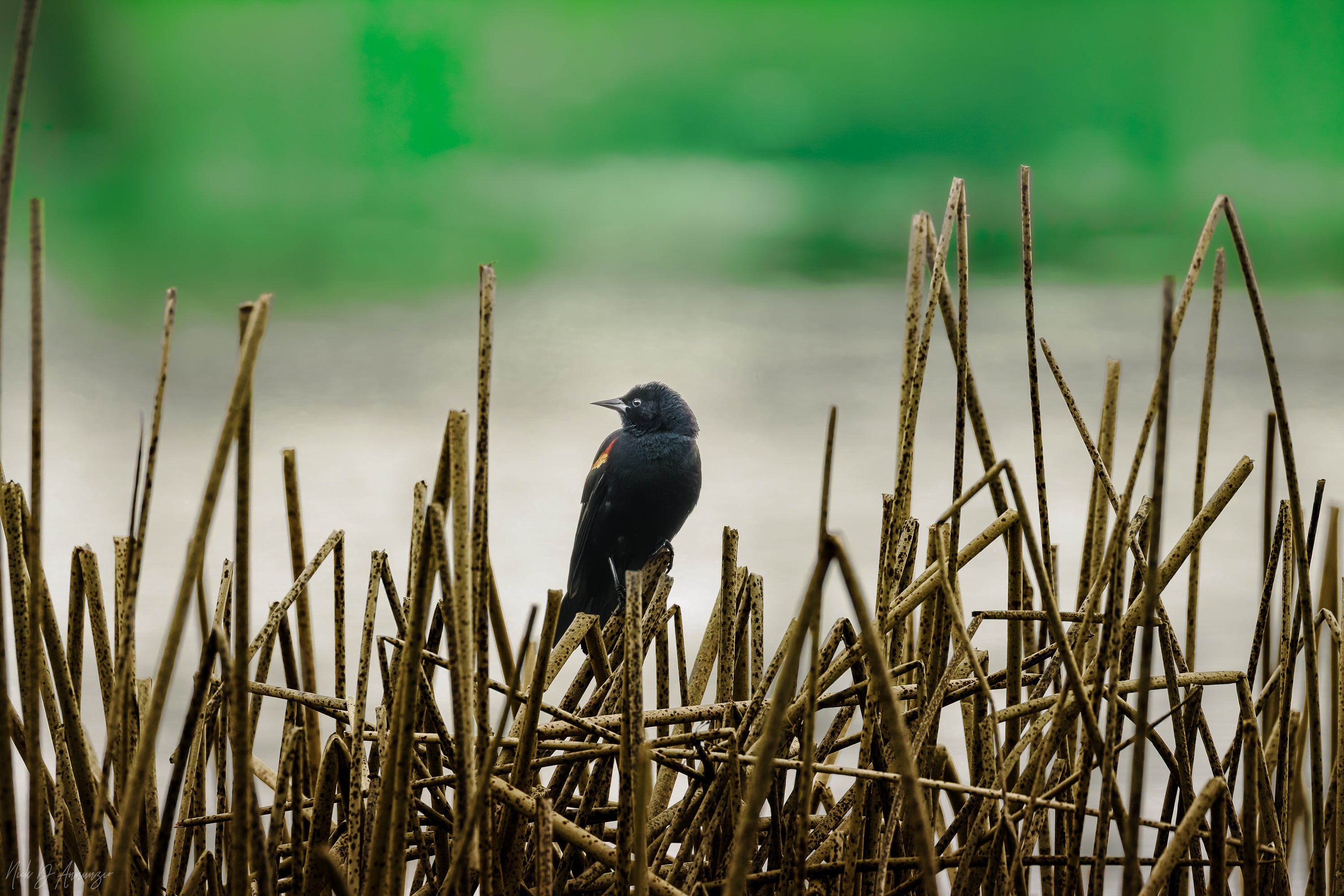 Blackbird | Acrylic Glass Fine Art Print – WildLenz Fine Art