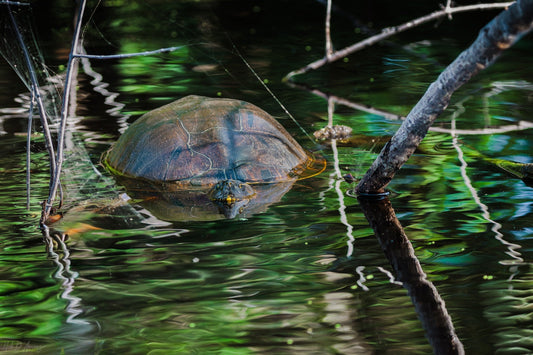 Mesoamerican slider in reflective water at Laguna Ventanilla Oaxaca