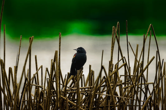 Red-winged blackbird in reeds at Deas Island Delta British Columbia