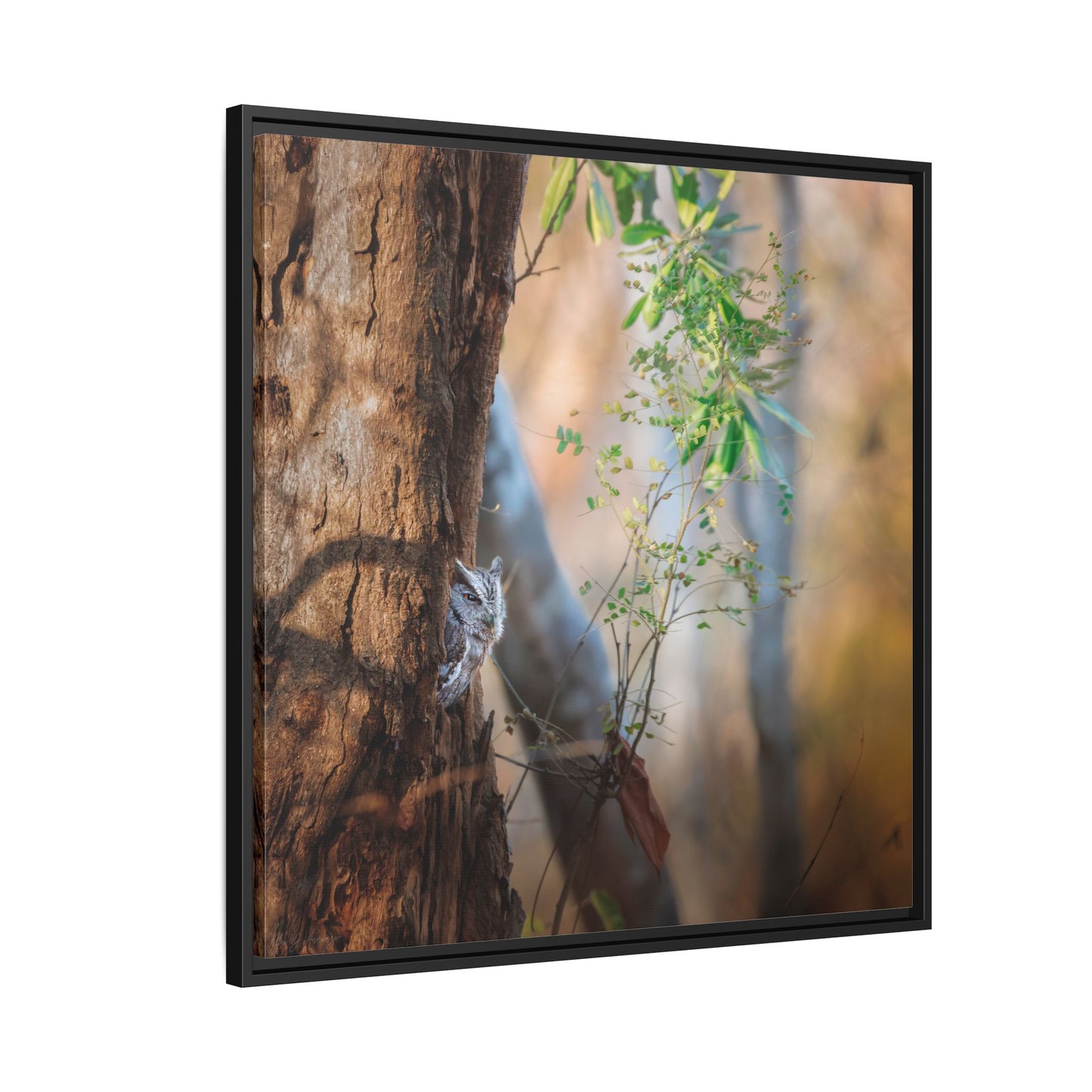 Pacific Screech | Framed Canvas