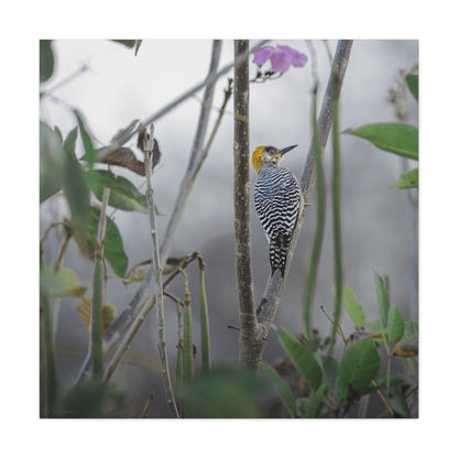 Golden-Cheeked Woodpecker | Canvas Print