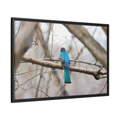 Citrine Trogon | Framed Canvas