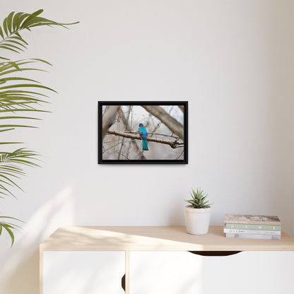 Citrine Trogon | Framed Canvas