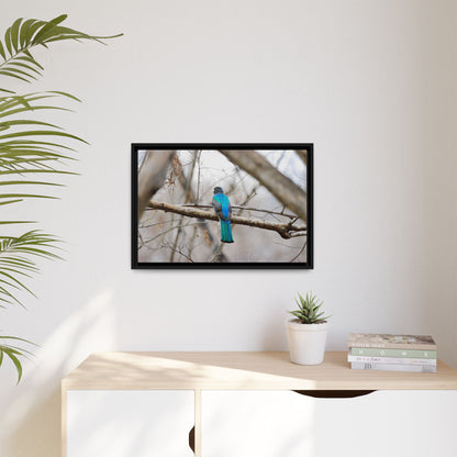 Citrine Trogon | Framed Canvas