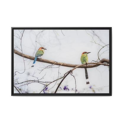 Twin Motmot | Framed Canvas