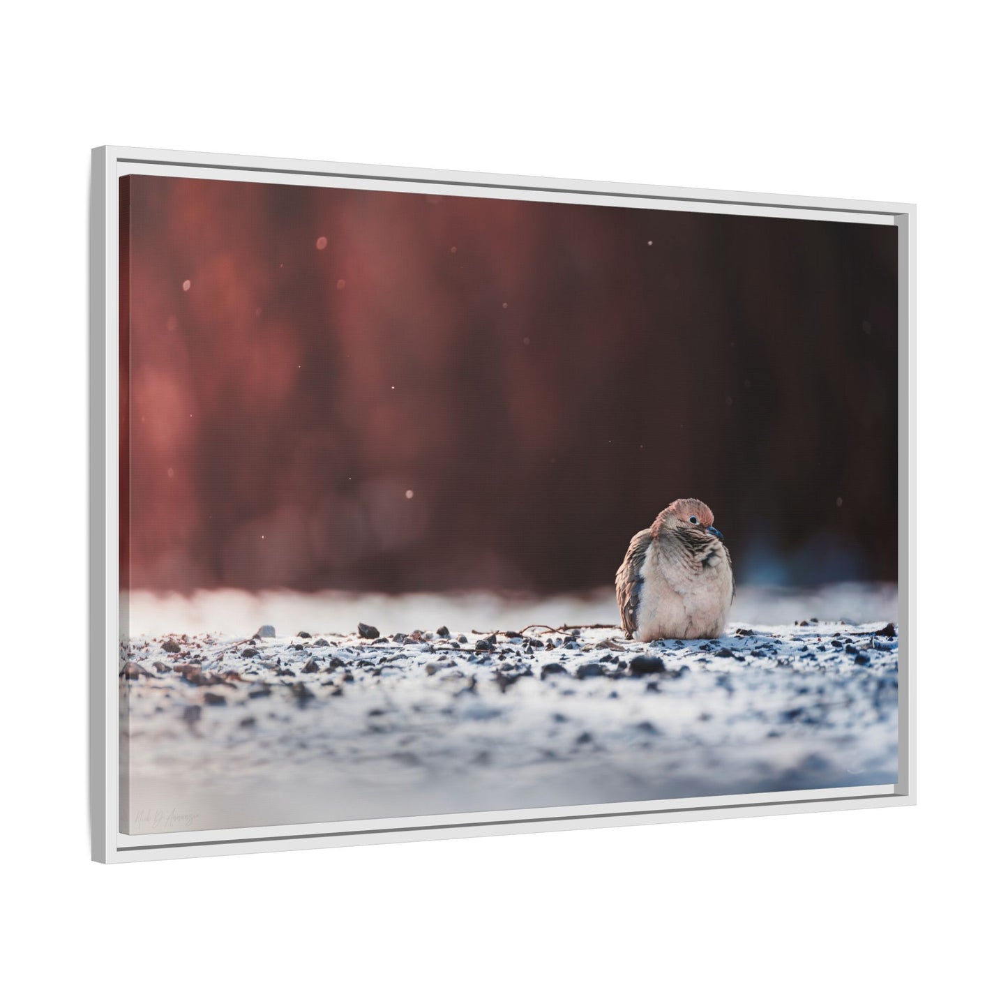 Dove | Framed Canvas
