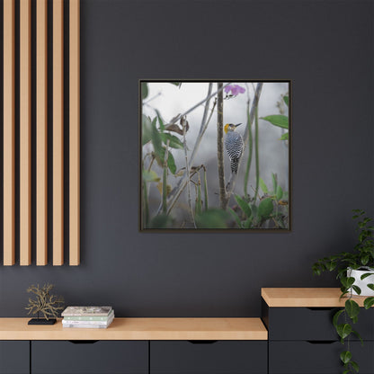 Golden-Cheeked Woodpecker II Framed Canvas Print