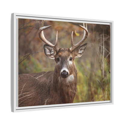 Woodland Buck | Framed Canvas