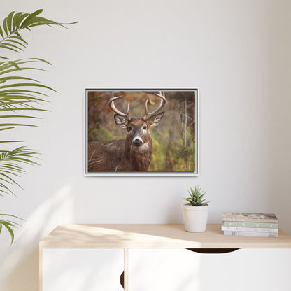 Woodland Buck | Framed Canvas