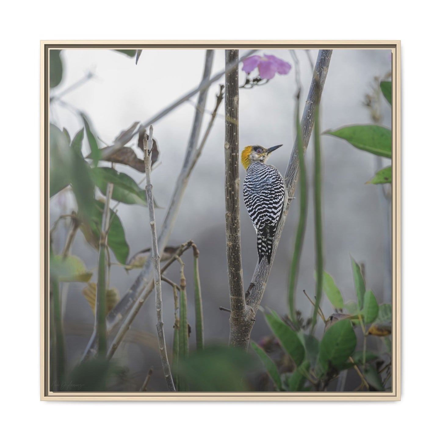 Golden-Cheeked Woodpecker II Framed Canvas Print