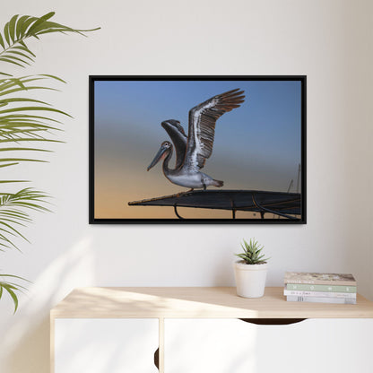 Coastal Pelican | Framed Canvas