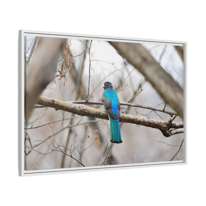 Citrine Trogon | Framed Canvas