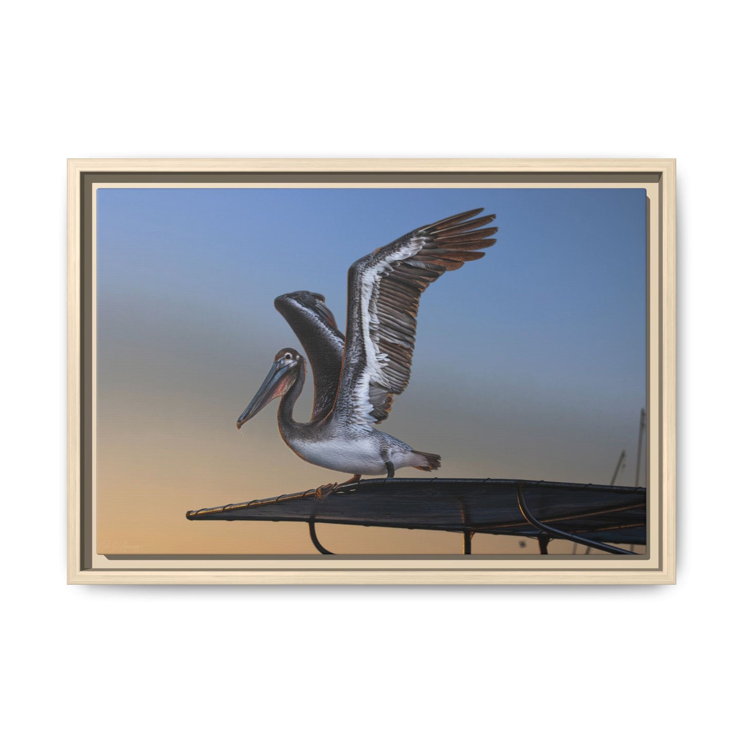 Coastal Pelican | Framed Canvas