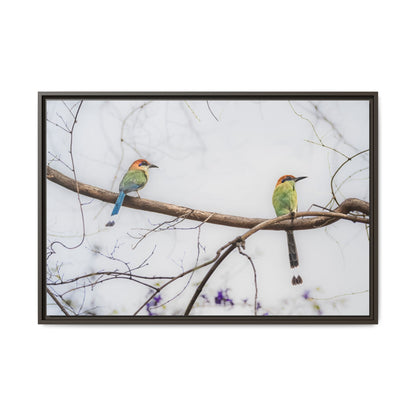 Twin Motmot | Framed Canvas