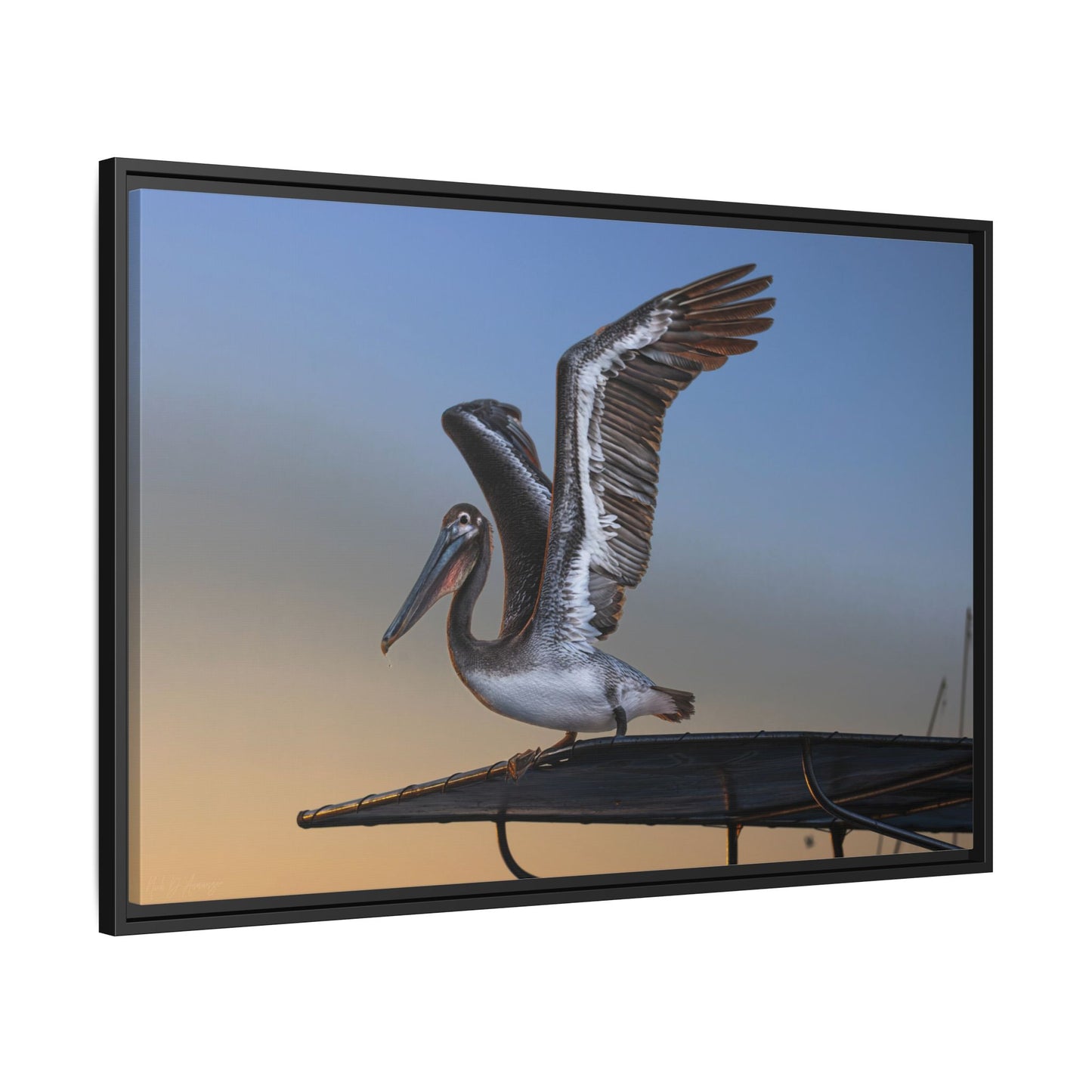 Coastal Pelican | Framed Canvas