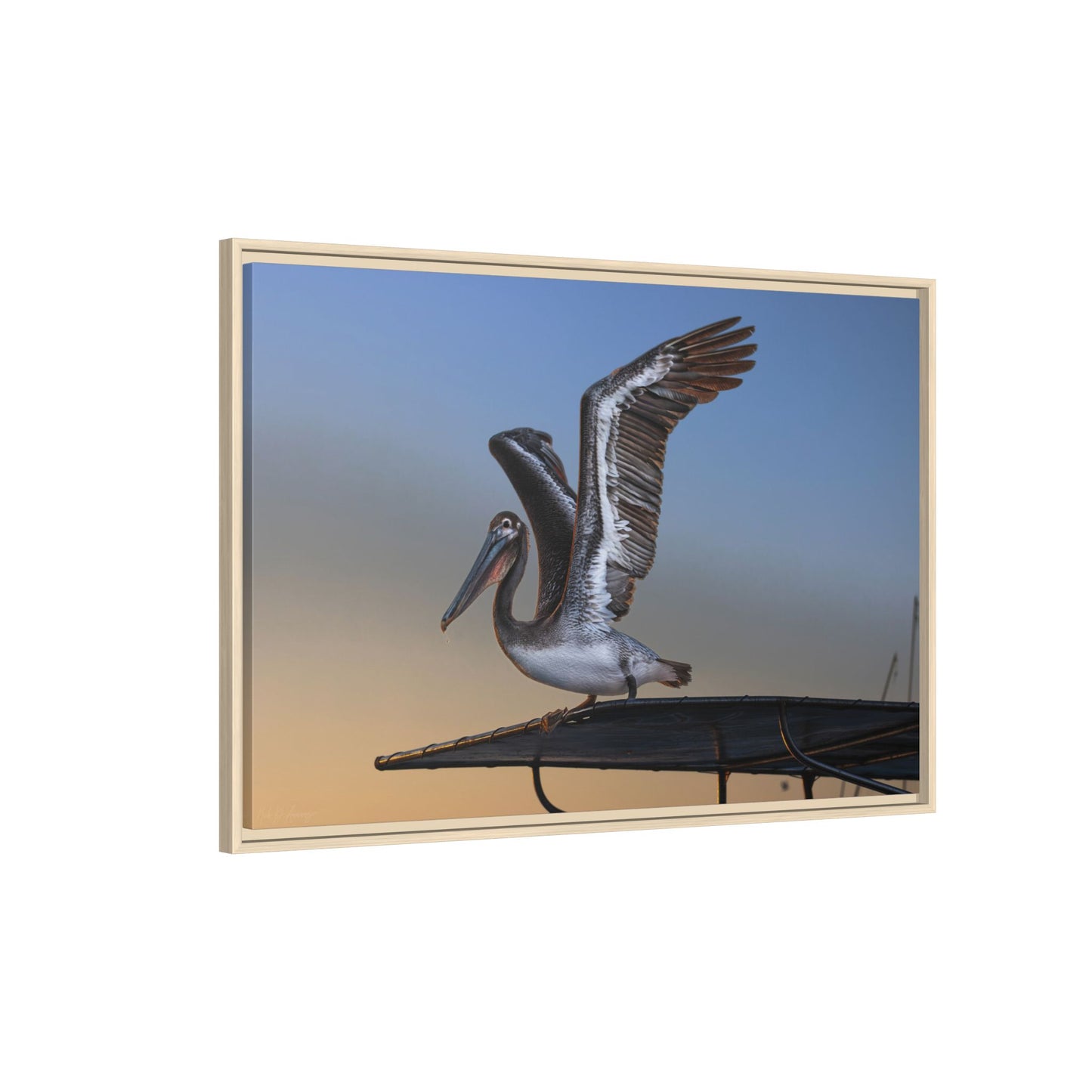 Coastal Pelican | Framed Canvas