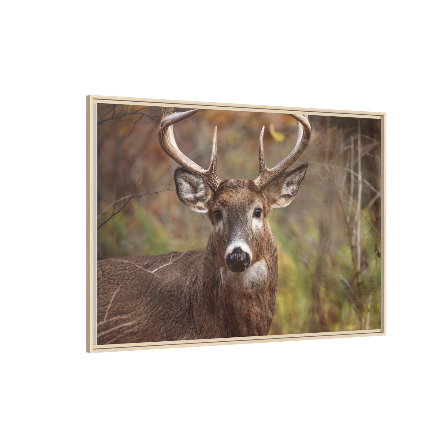 Woodland Buck | Framed Canvas