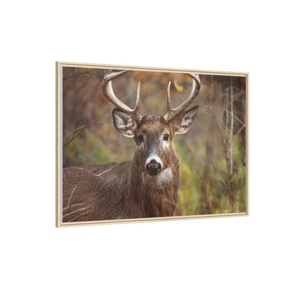 Woodland Buck | Framed Canvas