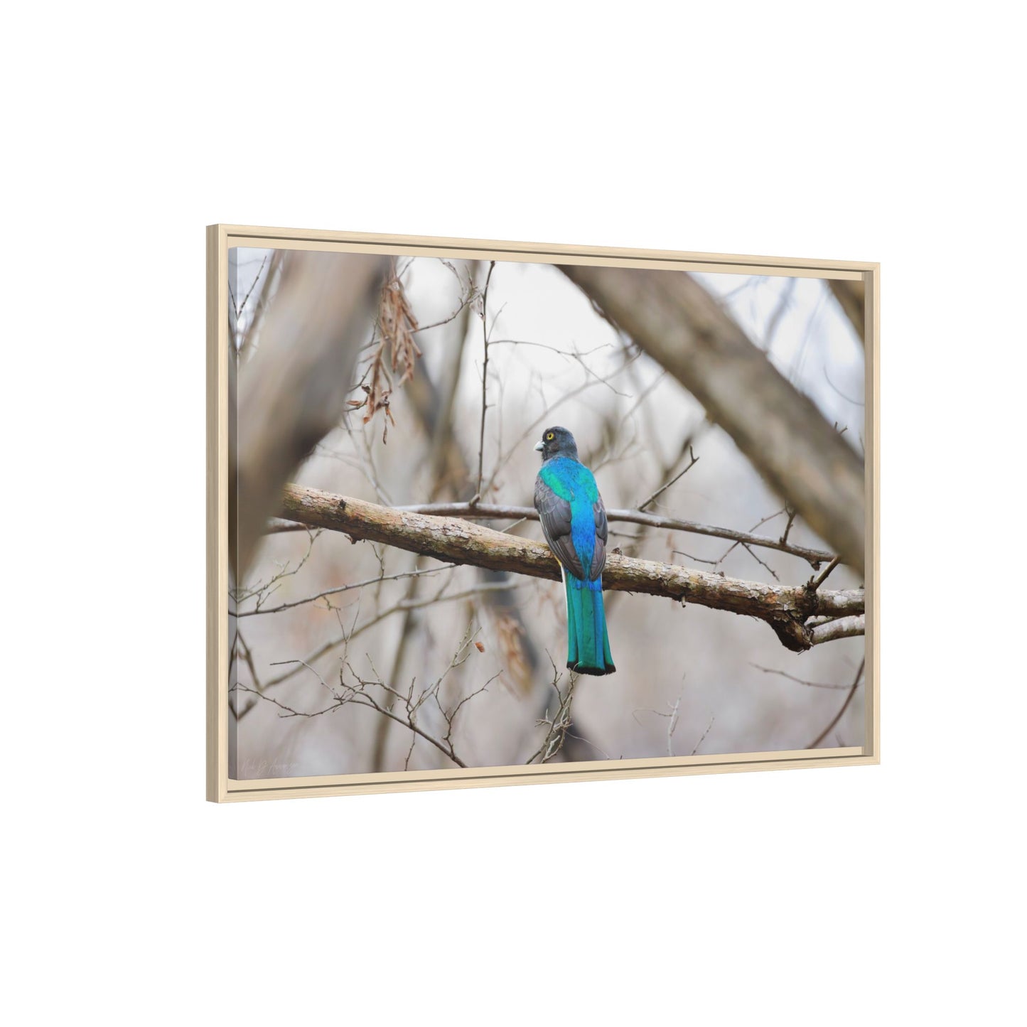 Citrine Trogon | Framed Canvas