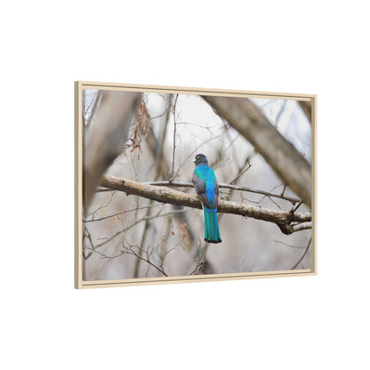 Citrine Trogon | Framed Canvas