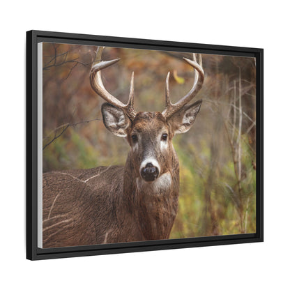Woodland Buck | Framed Canvas