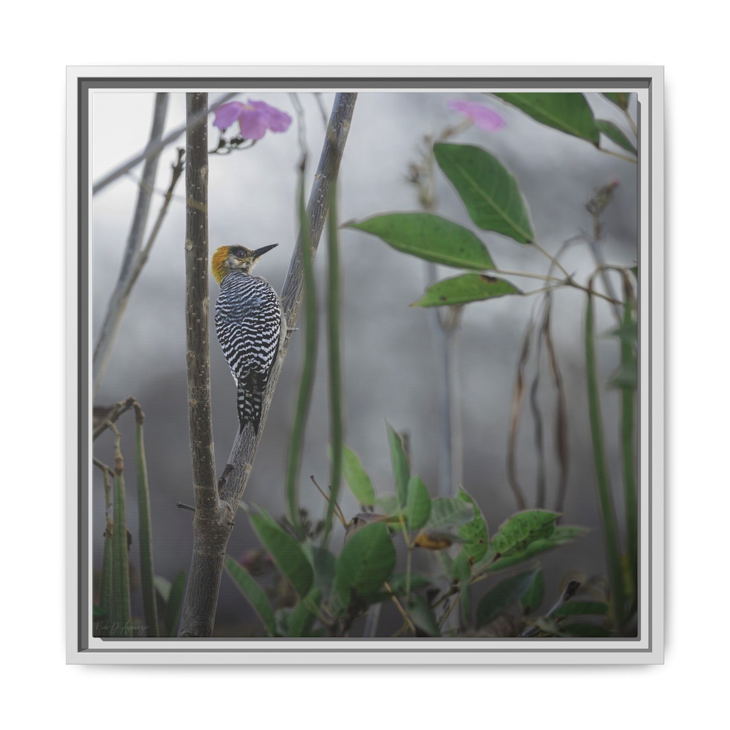 Golden Cheek | Framed Canvas