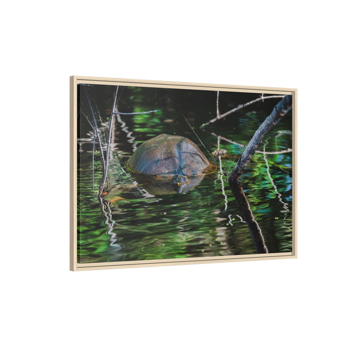 Untitled (Painted Turtle) | Framed Canvas