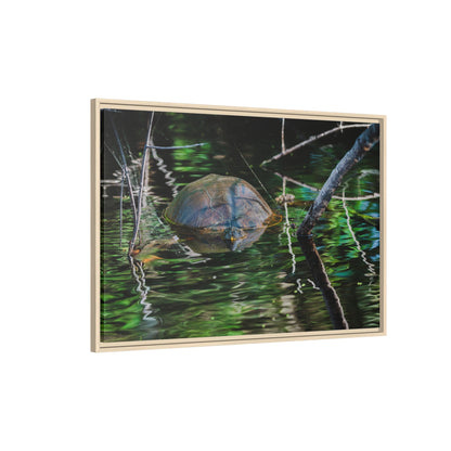 Untitled (Painted Turtle) | Framed Canvas