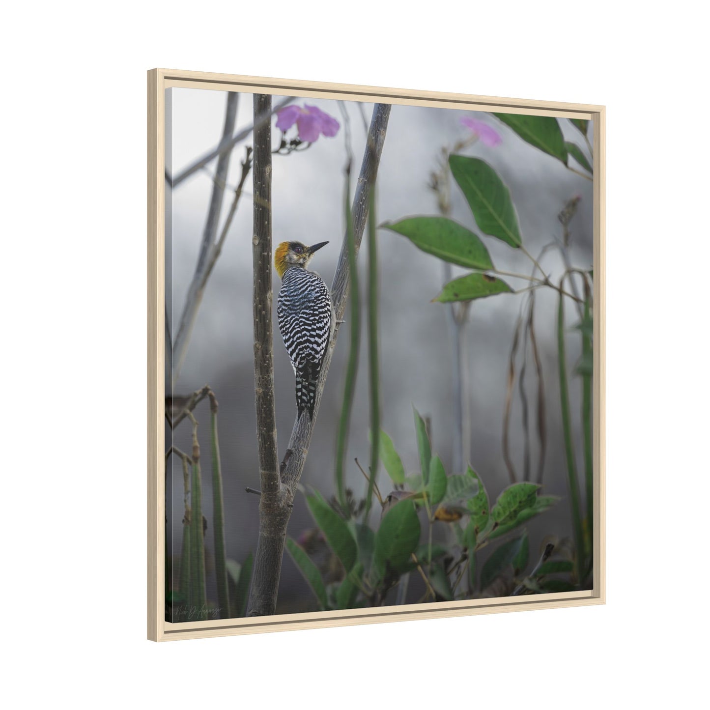 Golden Cheek | Framed Canvas