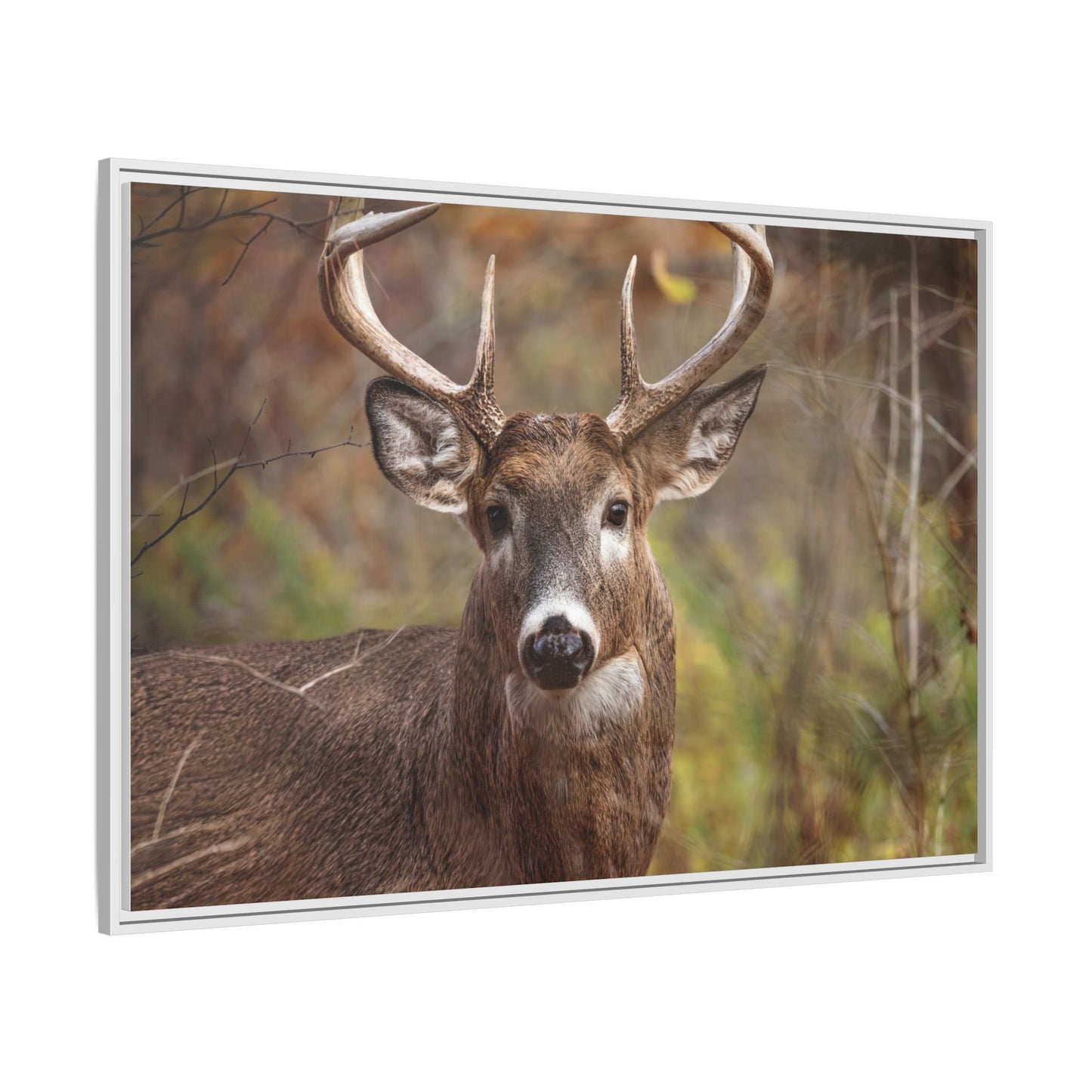 Woodland Buck | Framed Canvas