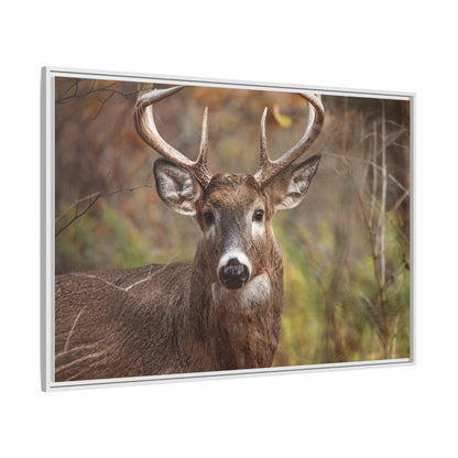 Woodland Buck | Framed Canvas