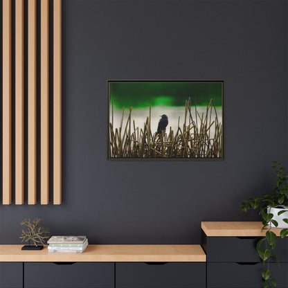 Blackbird | Framed Canvas