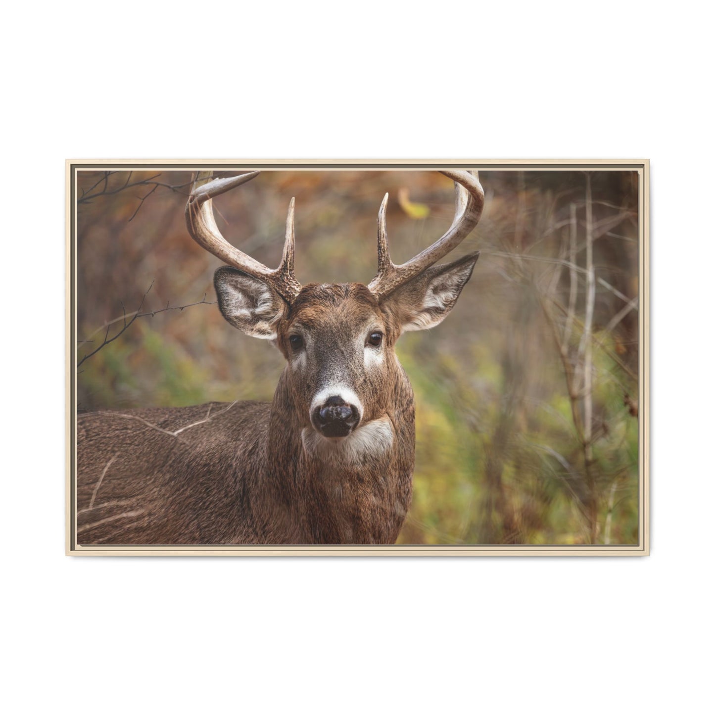 Woodland Buck | Framed Canvas