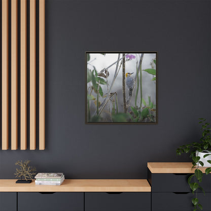 Golden-Cheeked Woodpecker II Framed Canvas Print