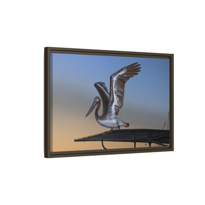 Coastal Pelican | Framed Canvas