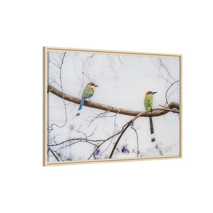 Twin Motmot | Framed Canvas
