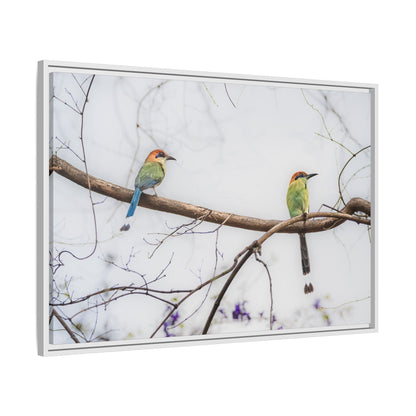 Twin Motmot | Framed Canvas