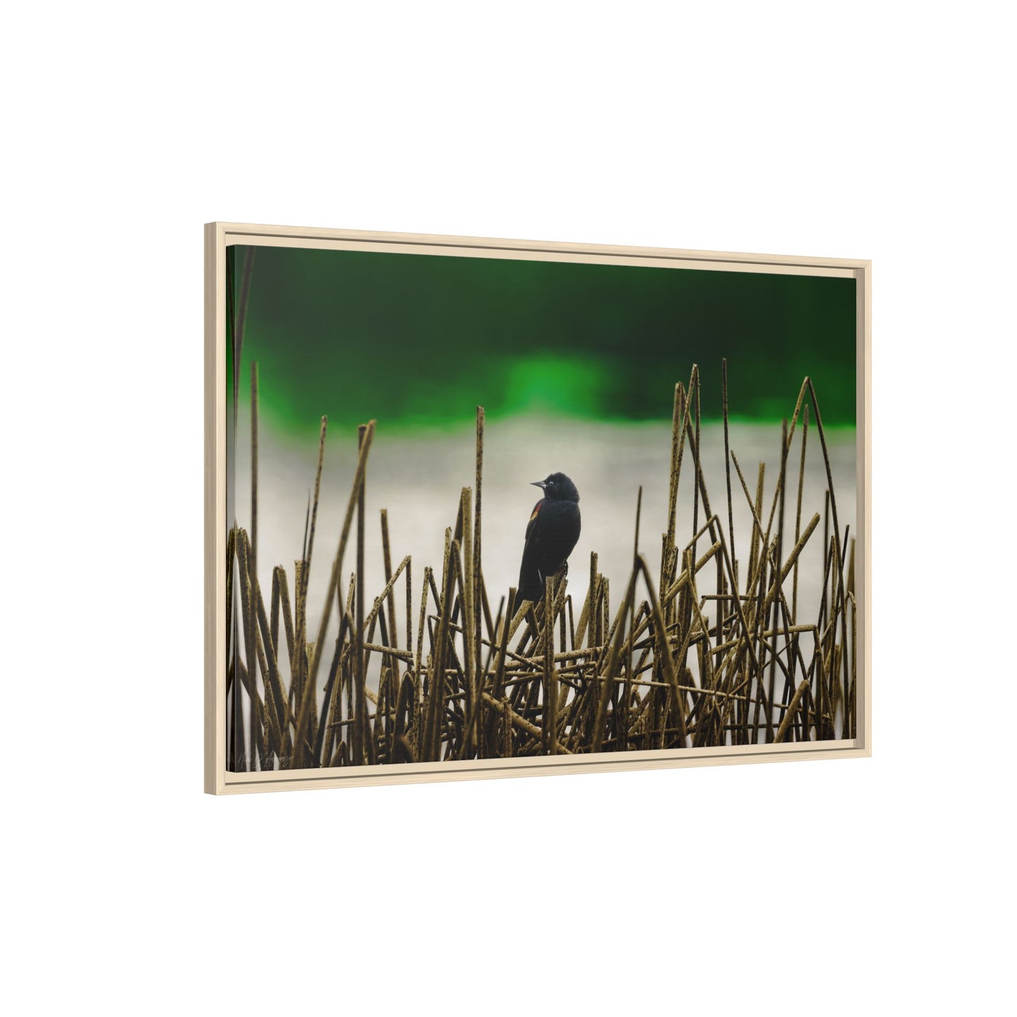Blackbird | Framed Canvas