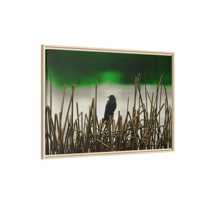 Blackbird | Framed Canvas