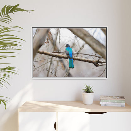 Citrine Trogon | Framed Canvas