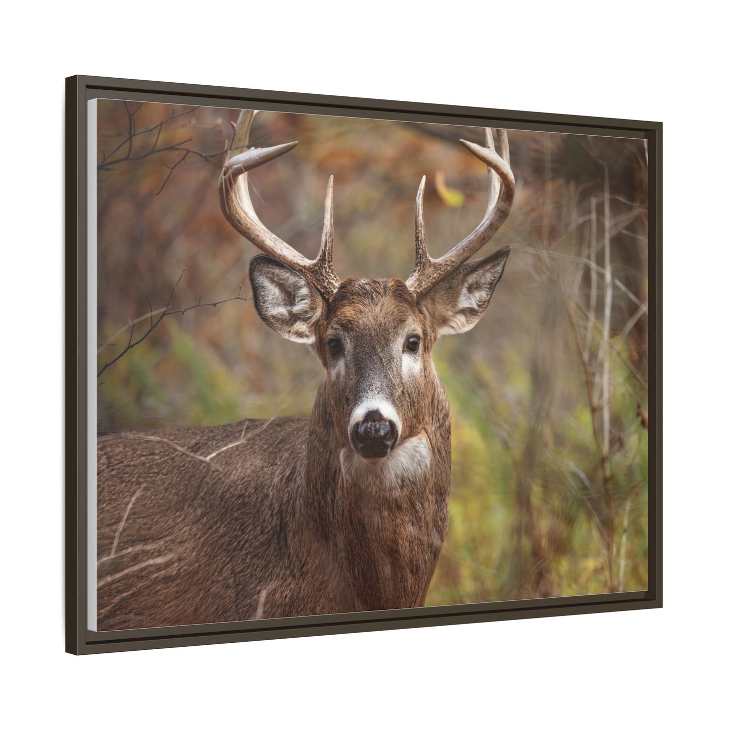Woodland Buck | Framed Canvas