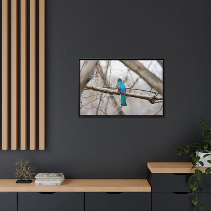 Citrine Trogon | Framed Canvas