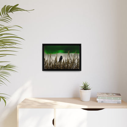 Blackbird | Framed Canvas