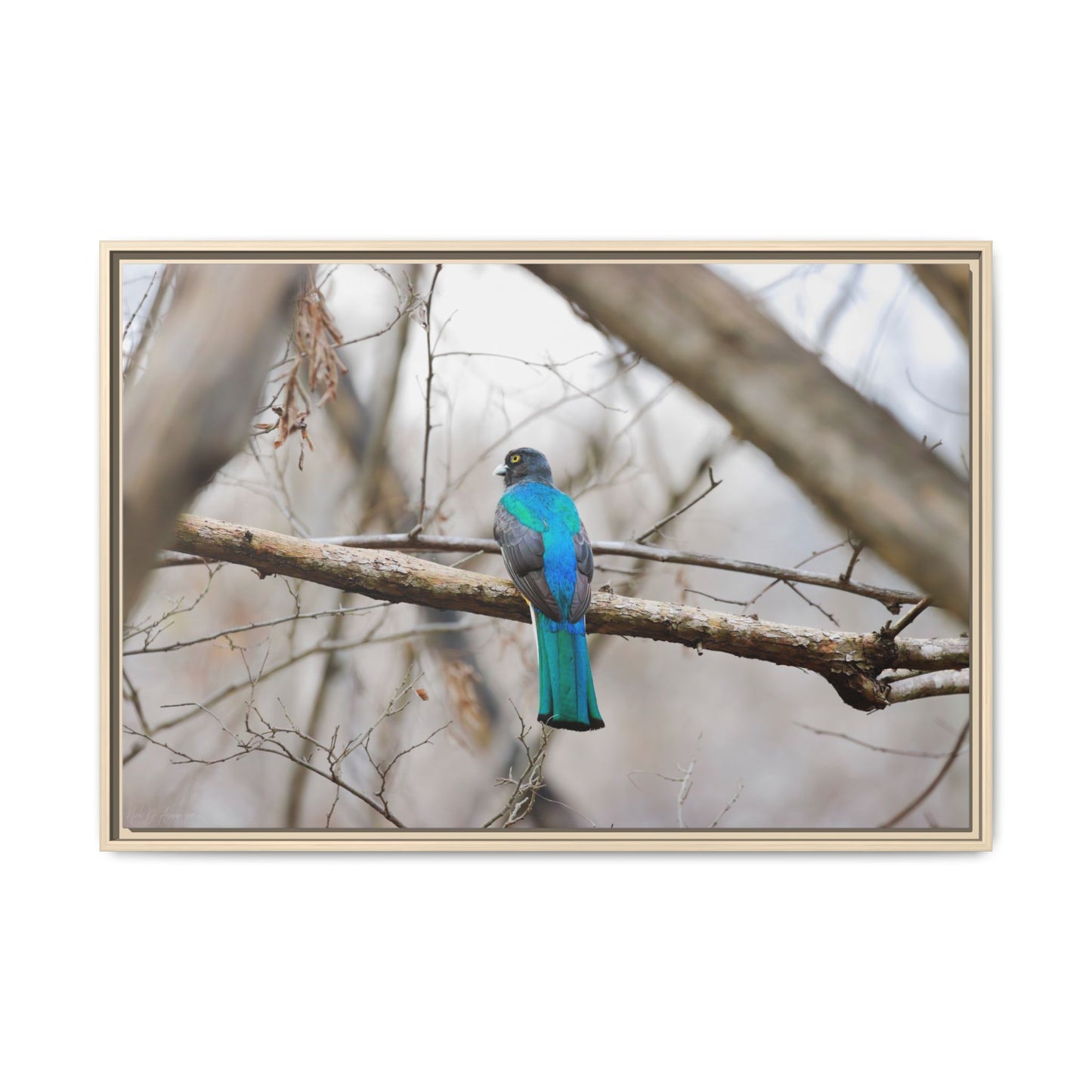 Citrine Trogon | Framed Canvas