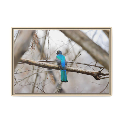 Citrine Trogon | Framed Canvas