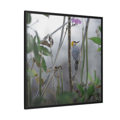 Golden-Cheeked Woodpecker II Framed Canvas Print