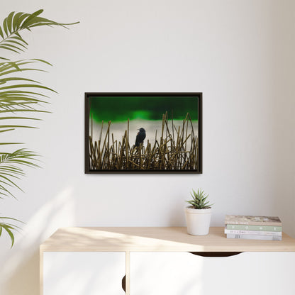 Blackbird | Framed Canvas