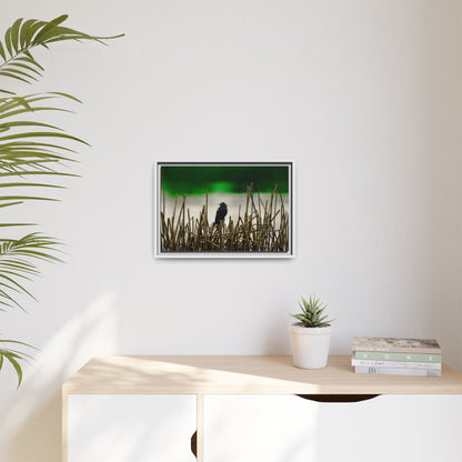 Blackbird | Framed Canvas